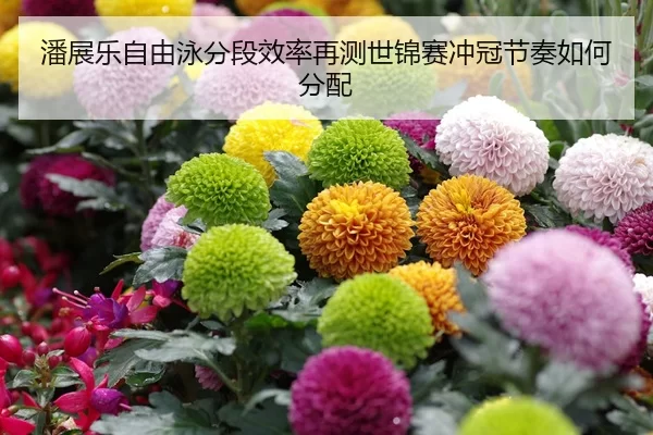 潘展乐自由泳分段效率再测世锦赛冲冠节奏如何分配